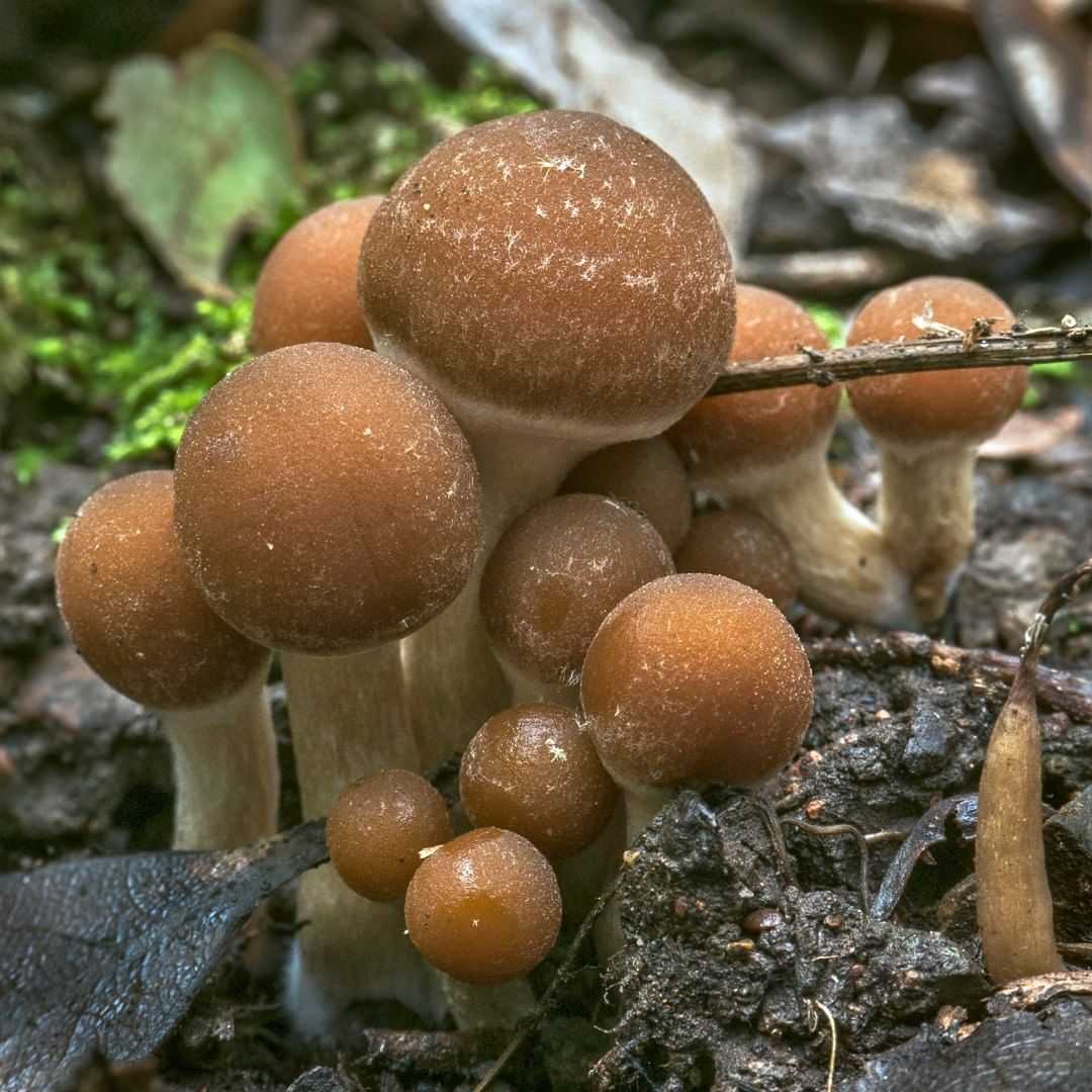 Obscure Fungus Shows Signs of Rudimentary Intelligence