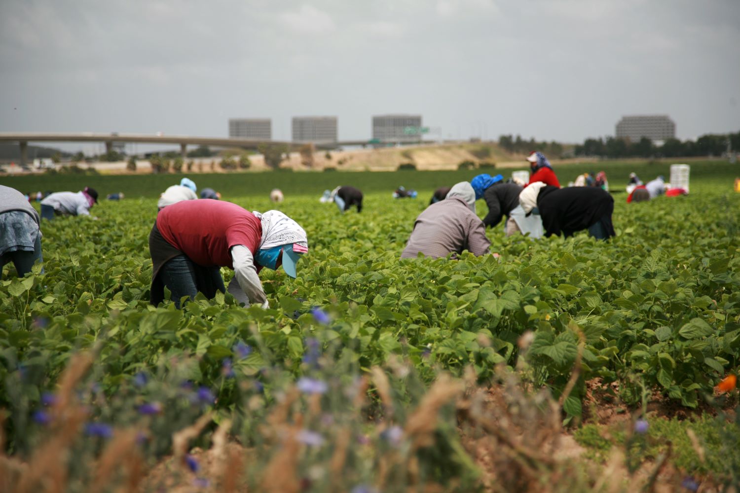Farmers Beg Trump Not to Deport the Immigrants They Use for Cheap Labor