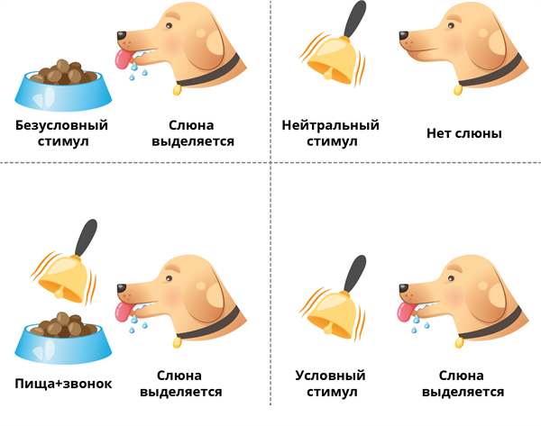 Безусловные рефлексы: что это?