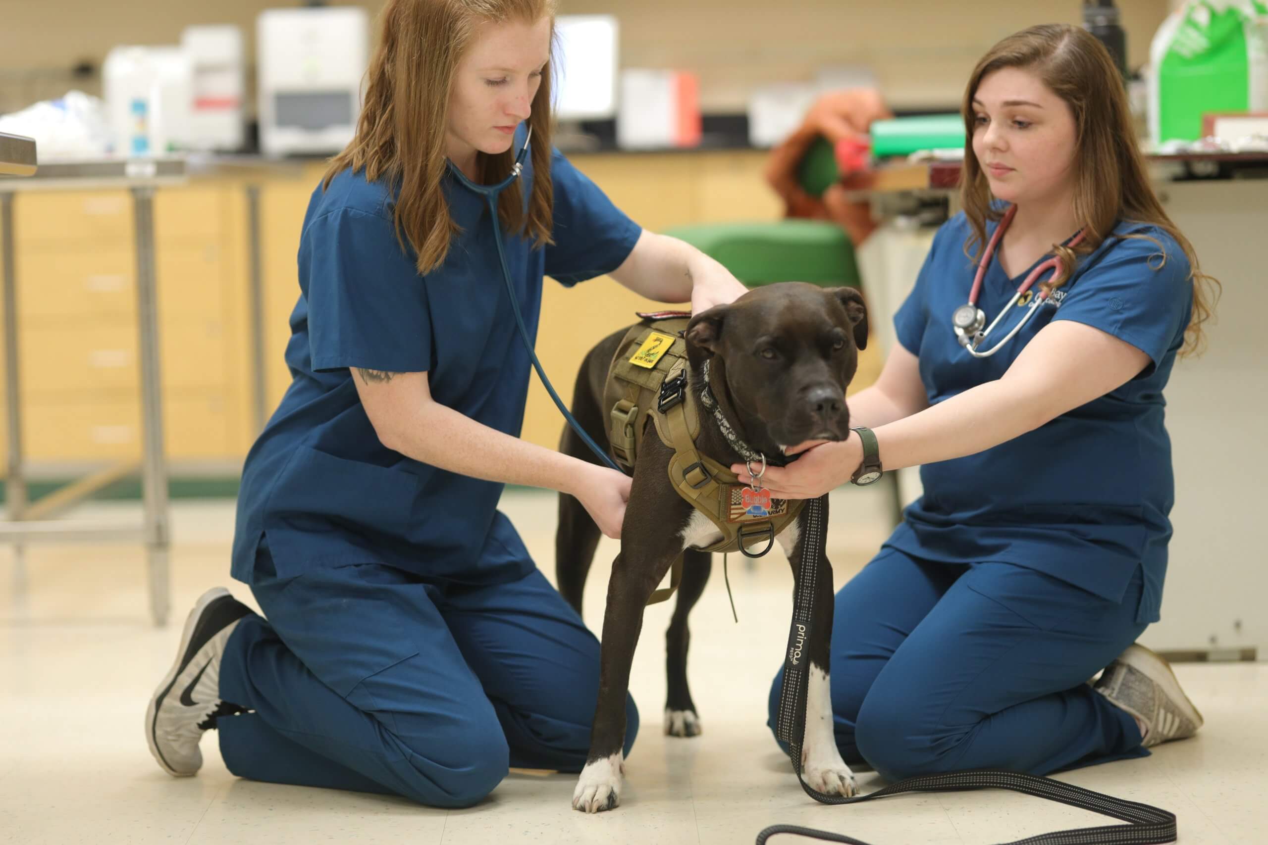 4 Ways Veterinary Tech Is Evolving