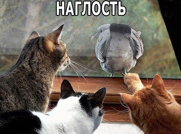 Что такое наглость?