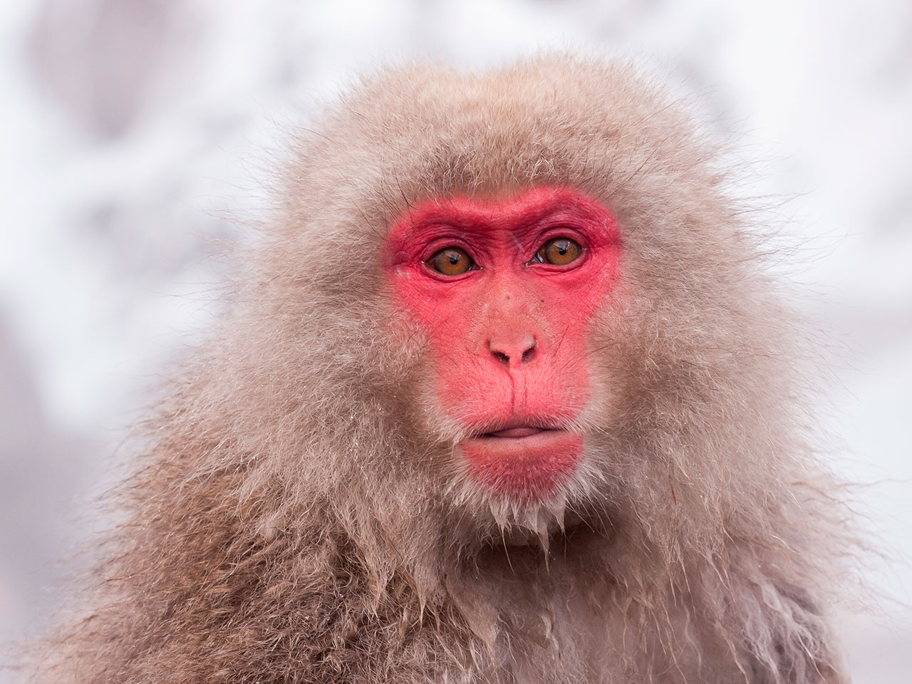 Scientists Use Human Stem Cells to Restore a Monkey’s Vision
