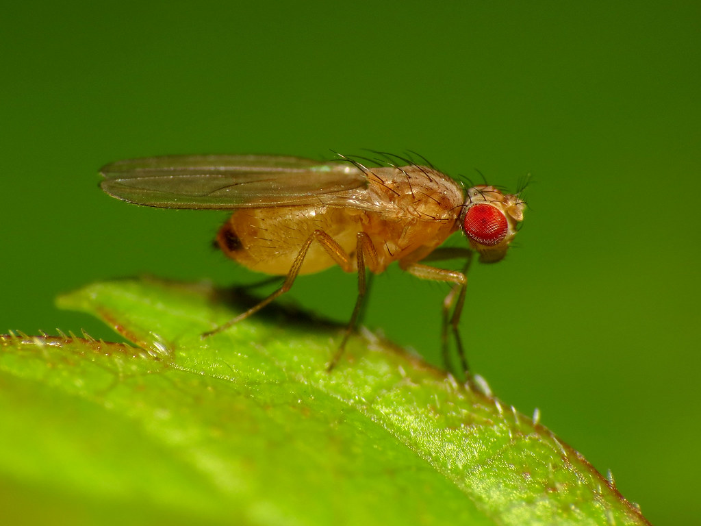 China Deploys Fruit Flies in Space Station