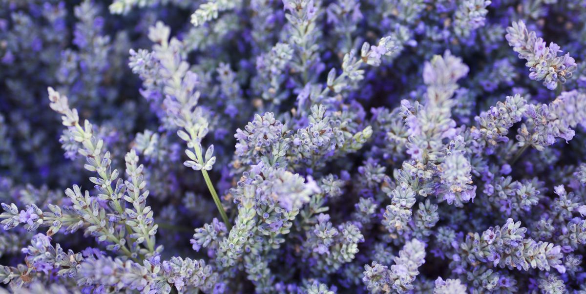 Is Natural Herbal Remedy is Good for Anxiety?