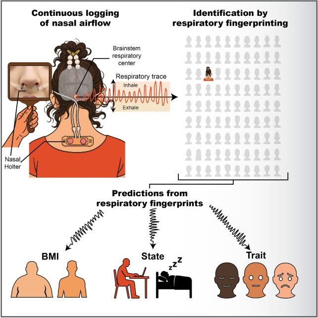 Breath Can Identify Individuals with 96.8% Accuracy, Study Finds