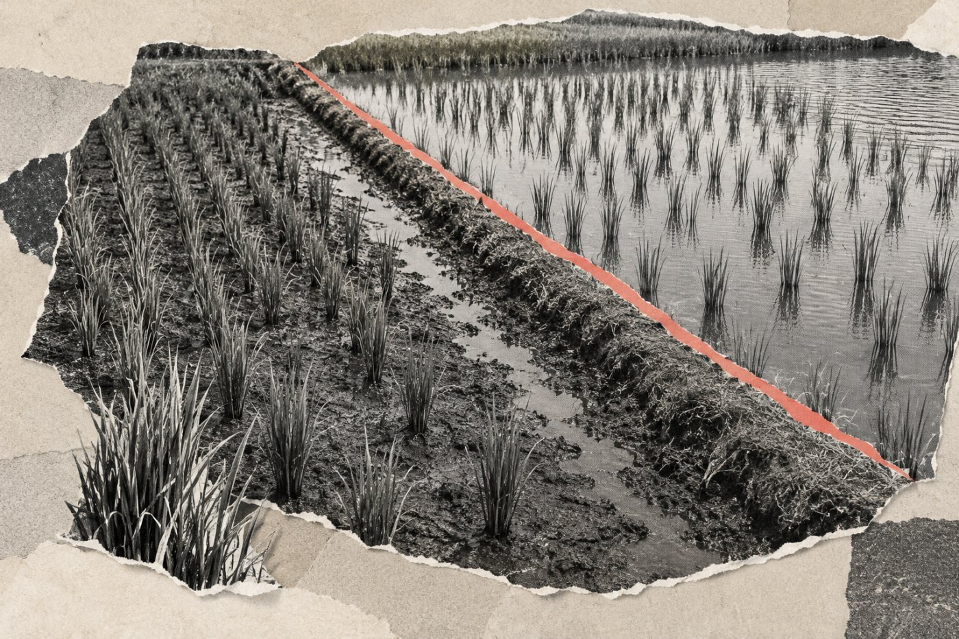 Deux parcelles rizicoles présentent des niveaux d’eau différents, une pratique que CarbonFarm suit pour estimer les émissions de méthane.