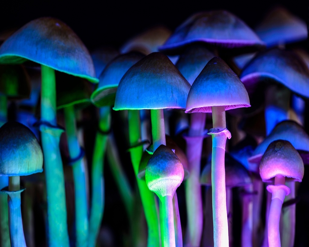Scientist Says Astronauts Should Take Psychedelic Mushrooms in Space
