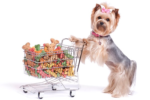 4 Steps Necessary for a Successful Online Pet Store