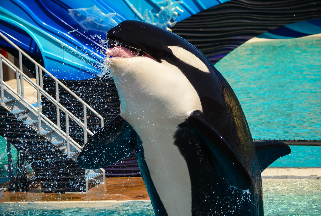 Footage Shows Orca Blasting SeaWorld Visitors With Liquid Feces