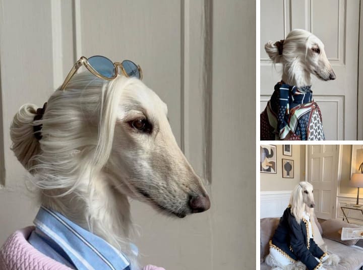 Samantha the Afghan Hound: The Furry Fashion Icon Stealing Hearts and Millions of Likes