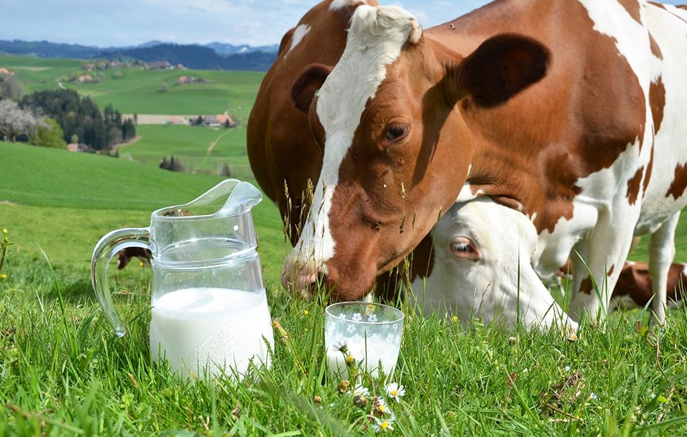 Cow Hacked With Human DNA Produces Milk Containing High Levels of Human Insulin