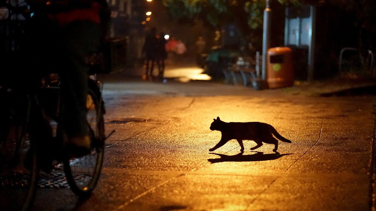 Психология суеверий: Для чего нужны приметы и полезны ли они?