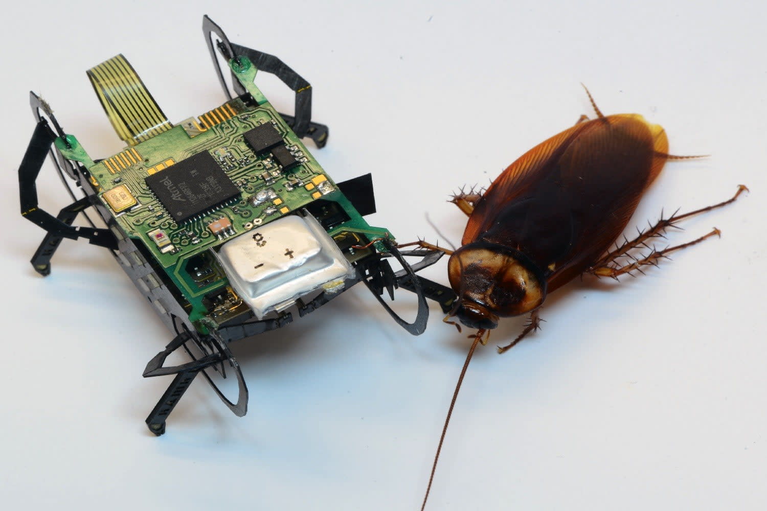 Army of Backpack-Wearing Cyborg Cockroaches Swarm Desert Target