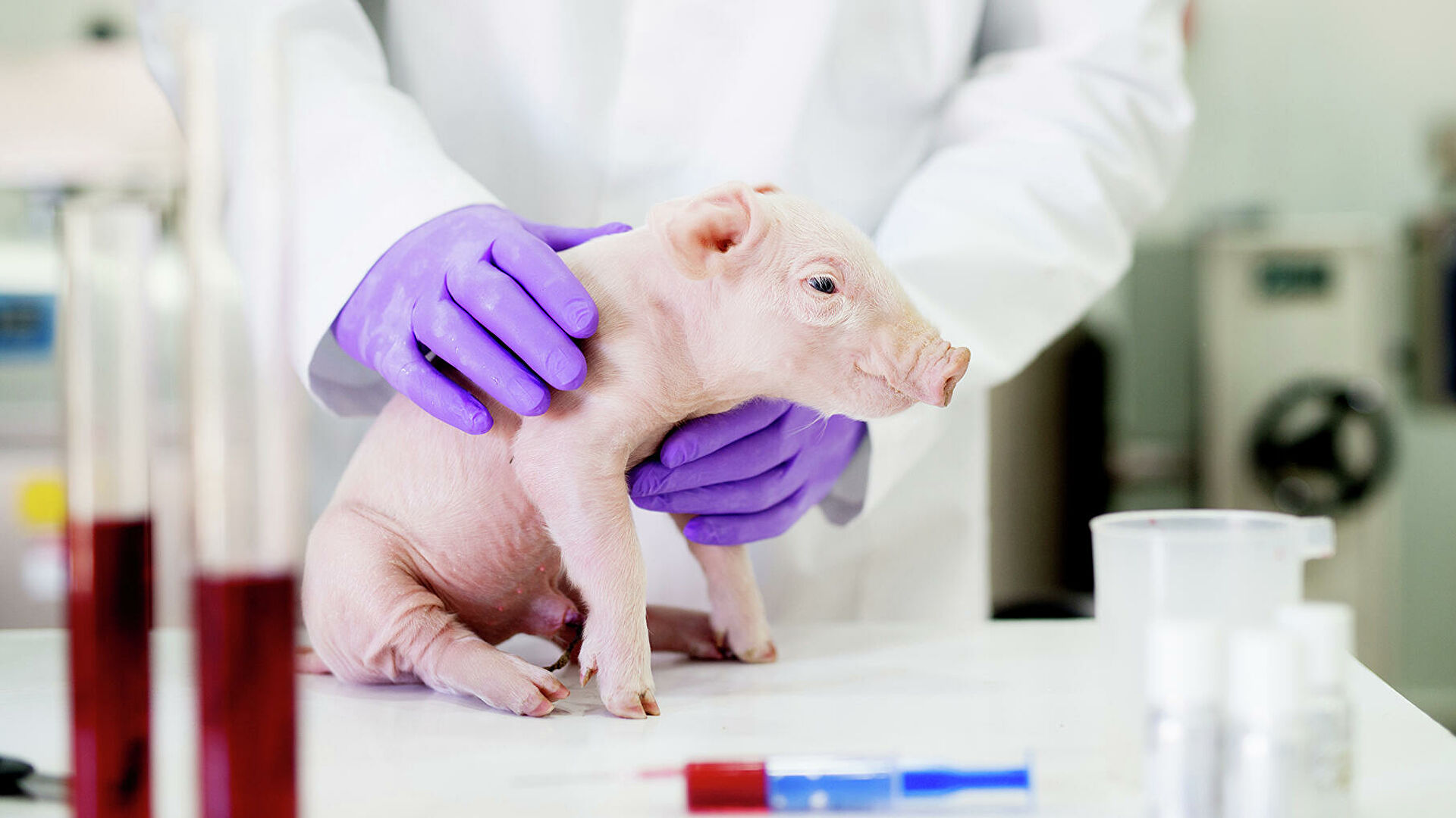 Startup Clones Three Piglets Gene-Hacked to Have Organs Transplanted Into Humans