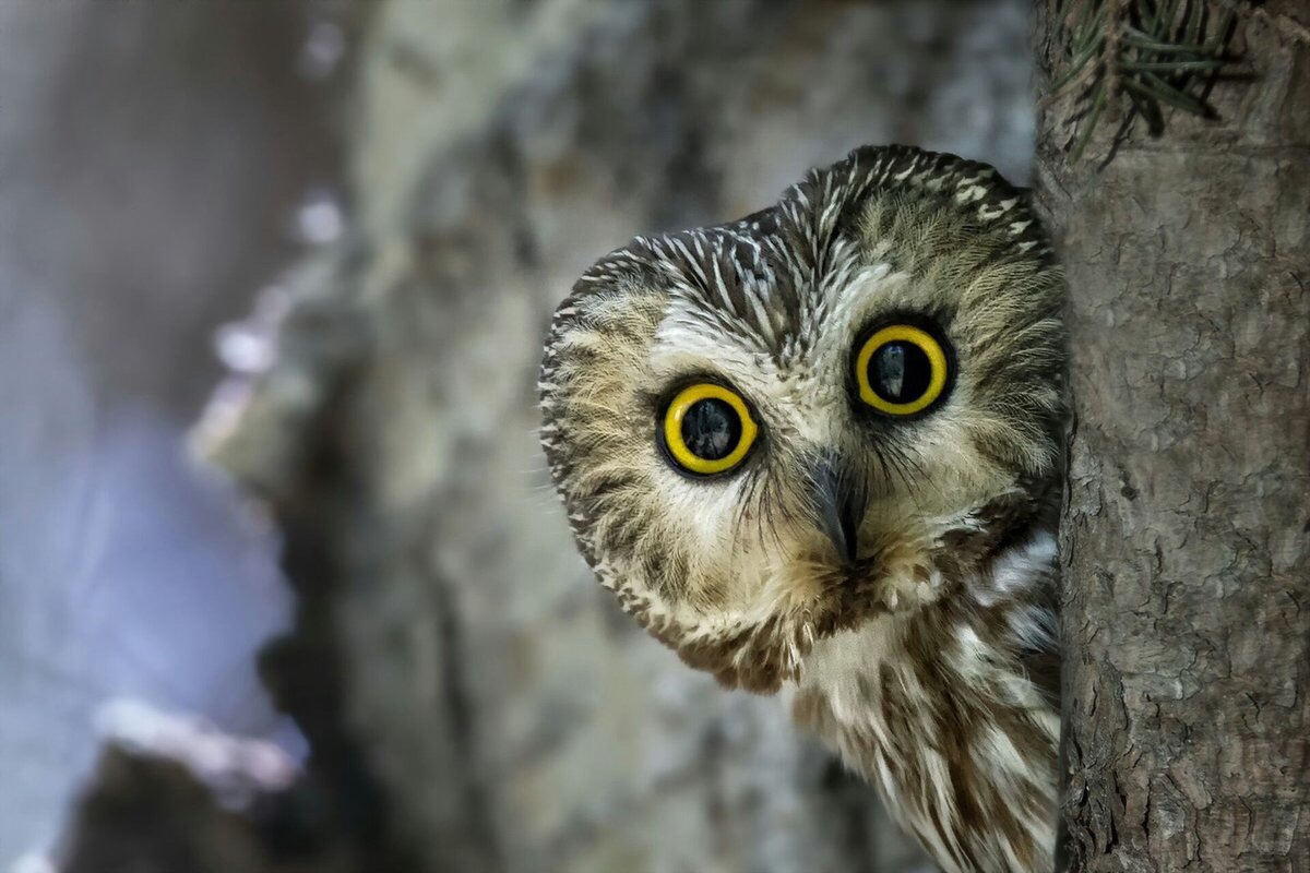 Night Owls Have Superior Cognitive Function, Study Finds