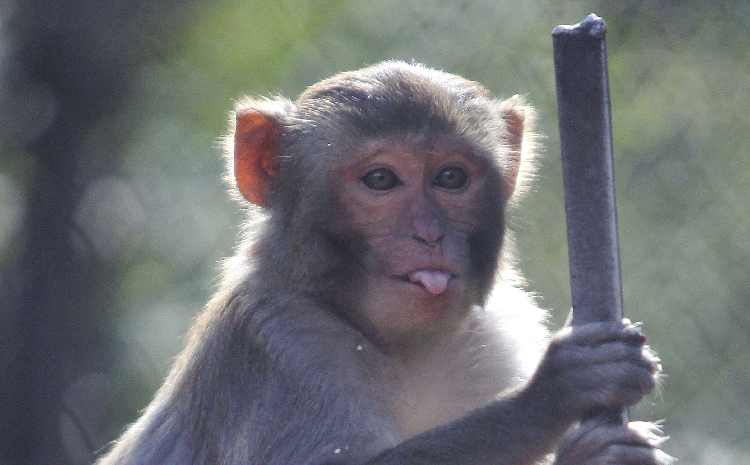 Police Warn Residents to Lock Down Houses as Dozens of Monkeys Escape Research Facility