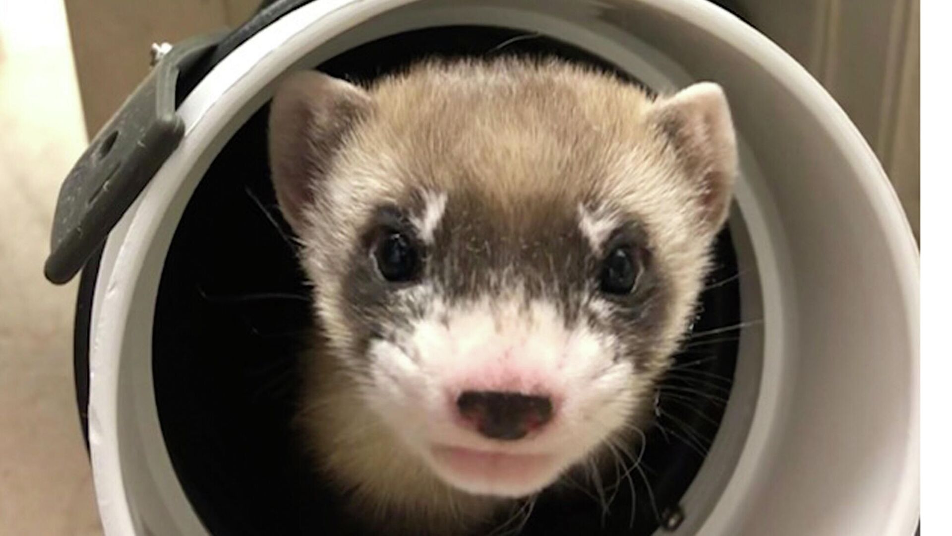 Cloned Endangered Ferret Gives Birth to Healthy Offspring