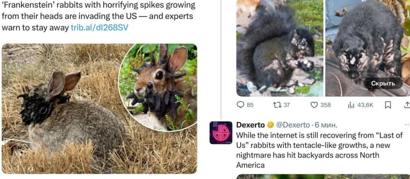 USA Faces Attack of Frankenstein Rabbits and Zombie Squirrels: Mutant Animal Outbreak Shocks the Nation