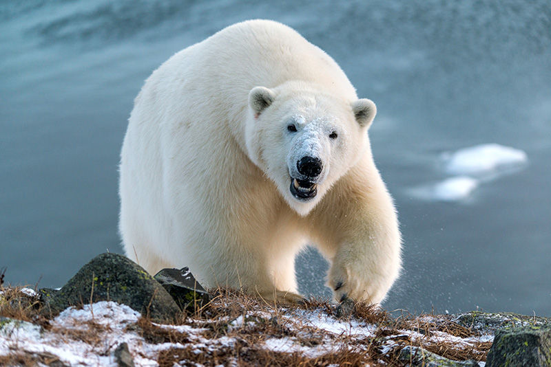 Man Attacks Polar Bear With Bare Hands to Defend Wife