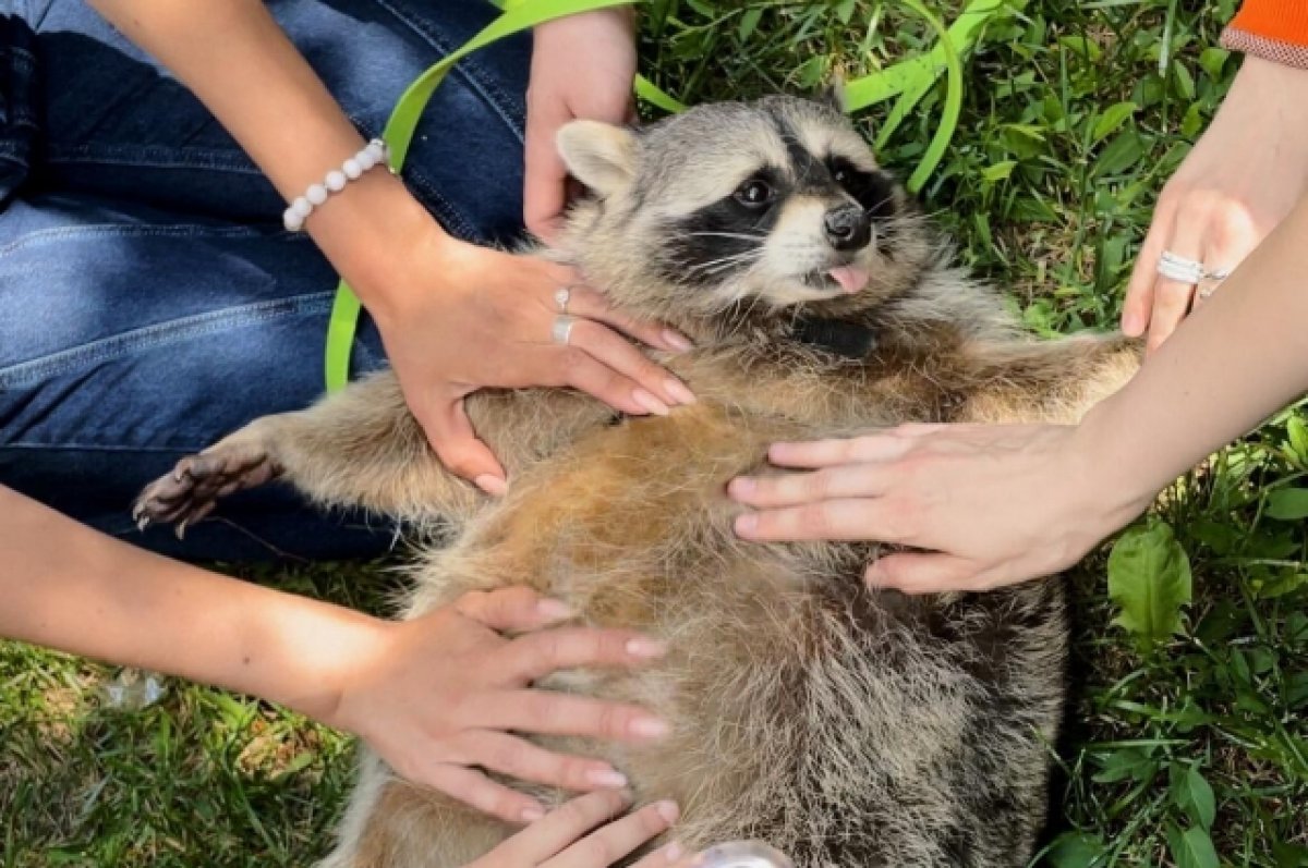 Сколько зарабатывает самый популярный енот России