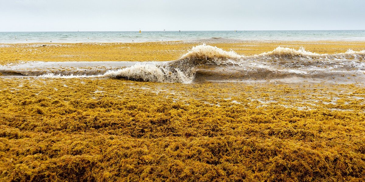 Scientists Converting Cars to Run on Invasive Seaweed