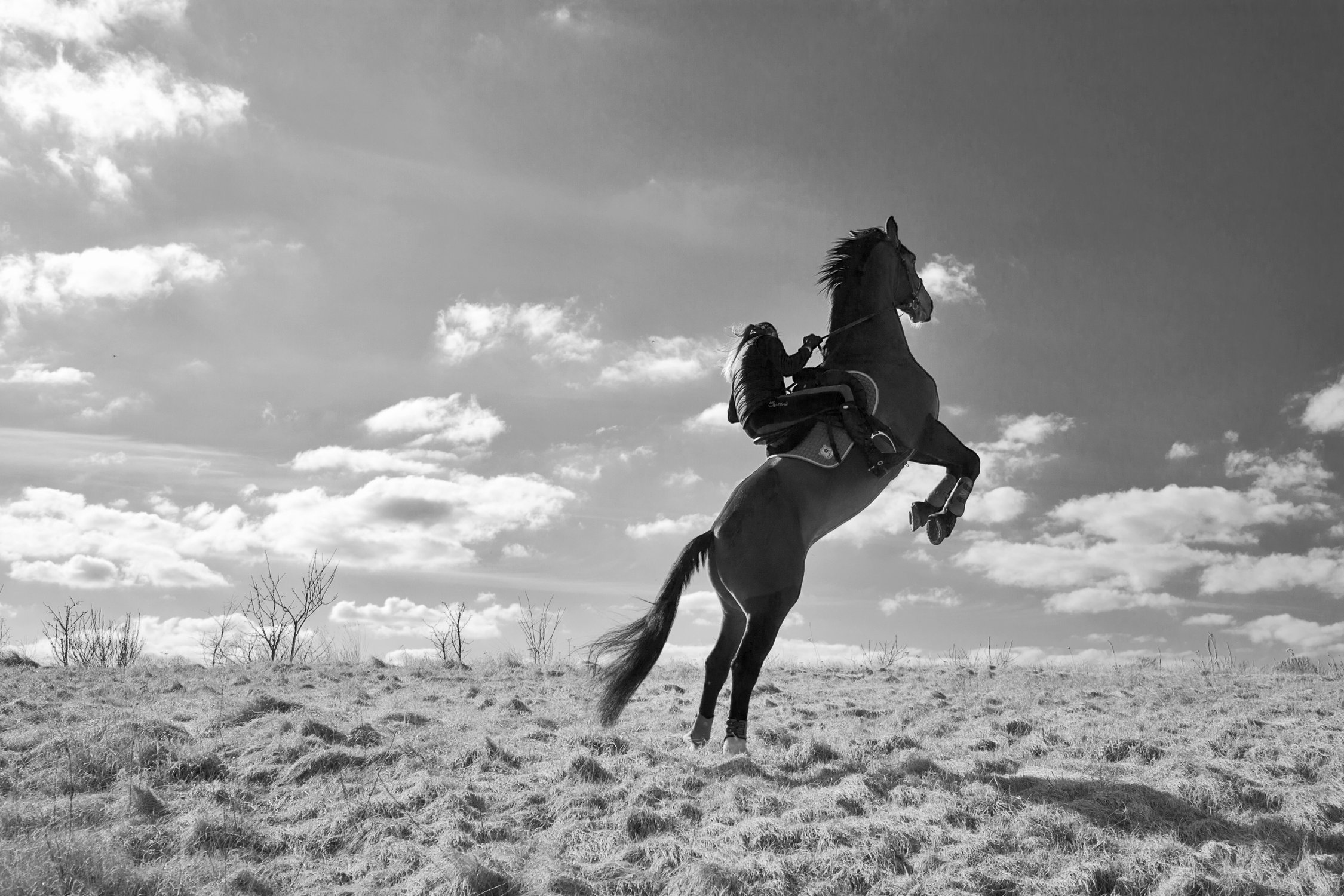 Строптивость — что это