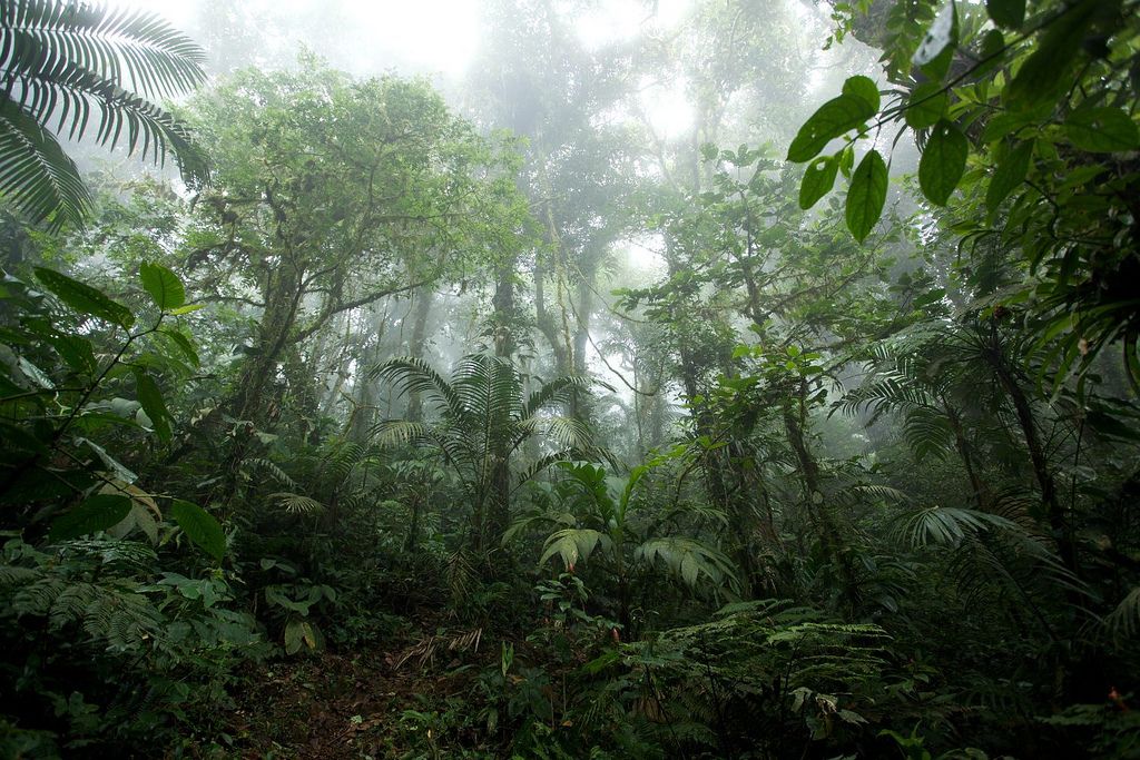 Scientists Find Evidence of an Ancient Rainforest in Antarctica