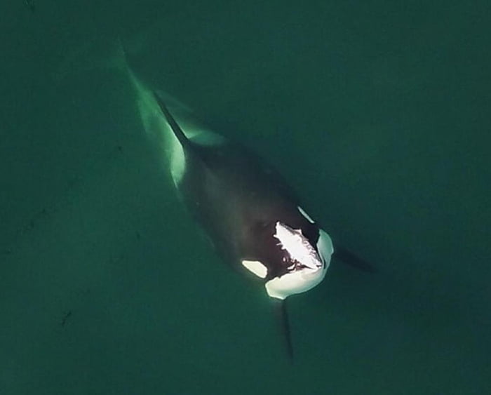 Scientists baffled as orcas start wearing salmon as 'hats' again for the first time in 40 years