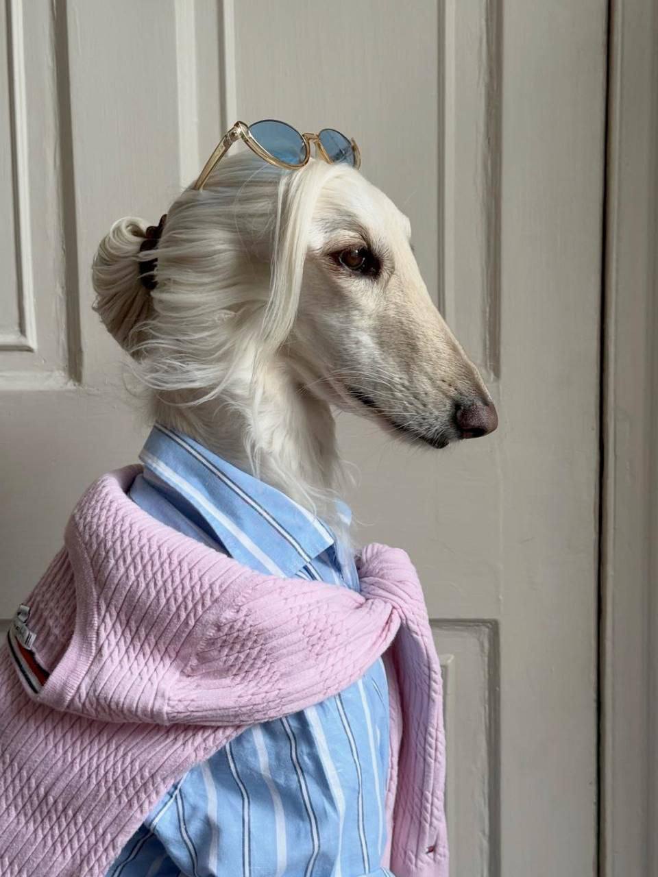 Samantha the Afghan Hound: The Furry Fashion Icon Stealing Hearts and Millions of Likes