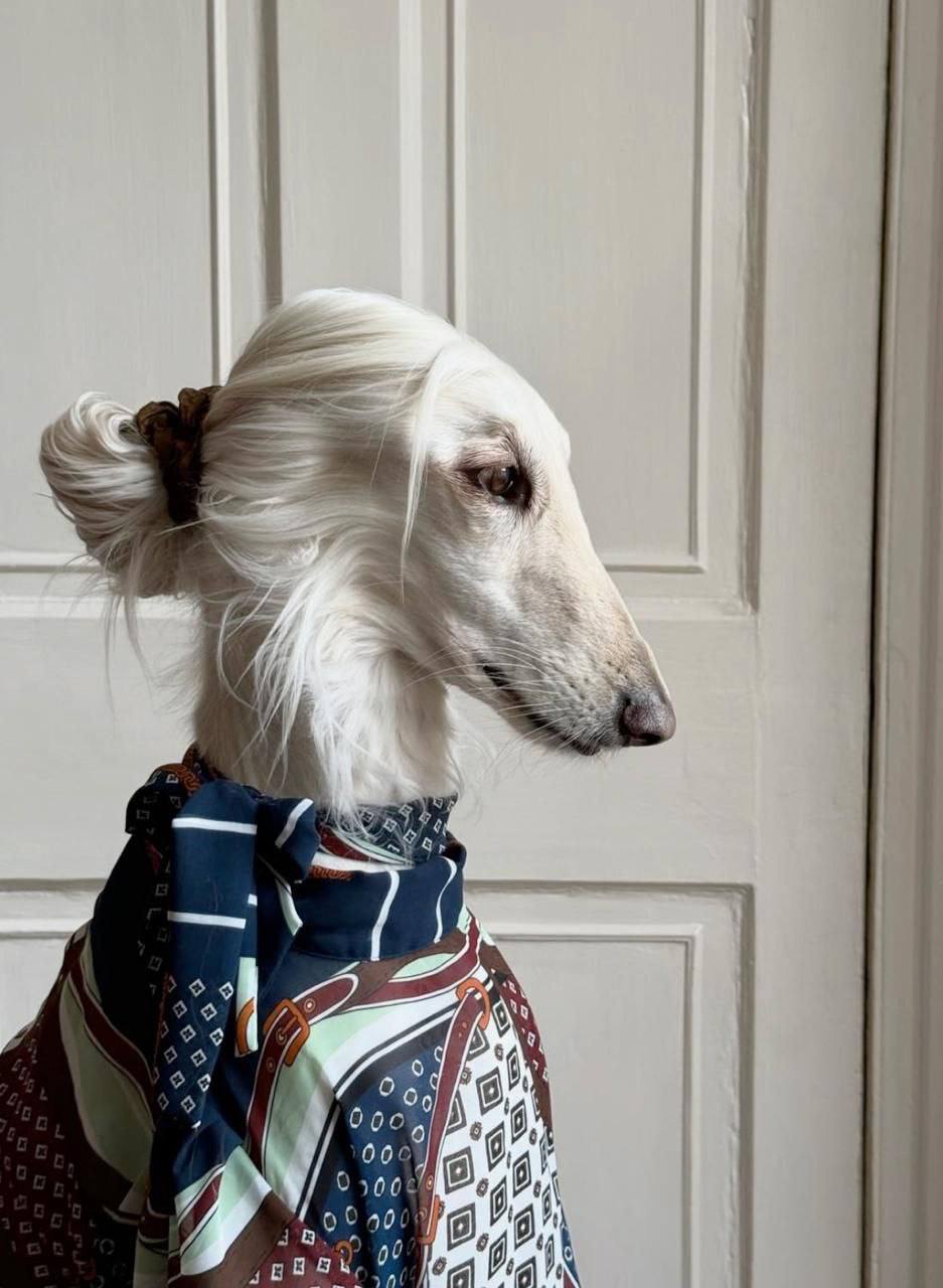 Samantha the Afghan Hound: The Furry Fashion Icon Stealing Hearts and Millions of Likes