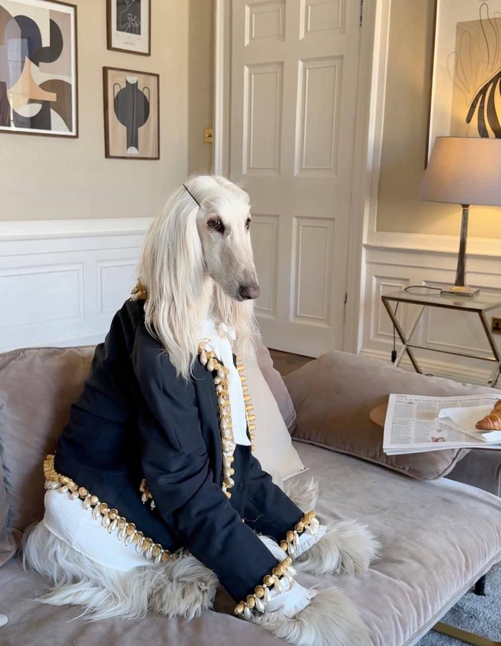 Samantha the Afghan Hound: The Furry Fashion Icon Stealing Hearts and Millions of Likes