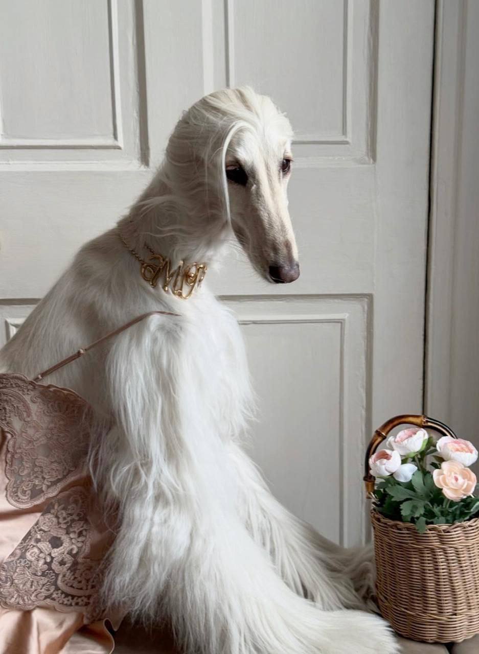 Samantha the Afghan Hound: The Furry Fashion Icon Stealing Hearts and Millions of Likes