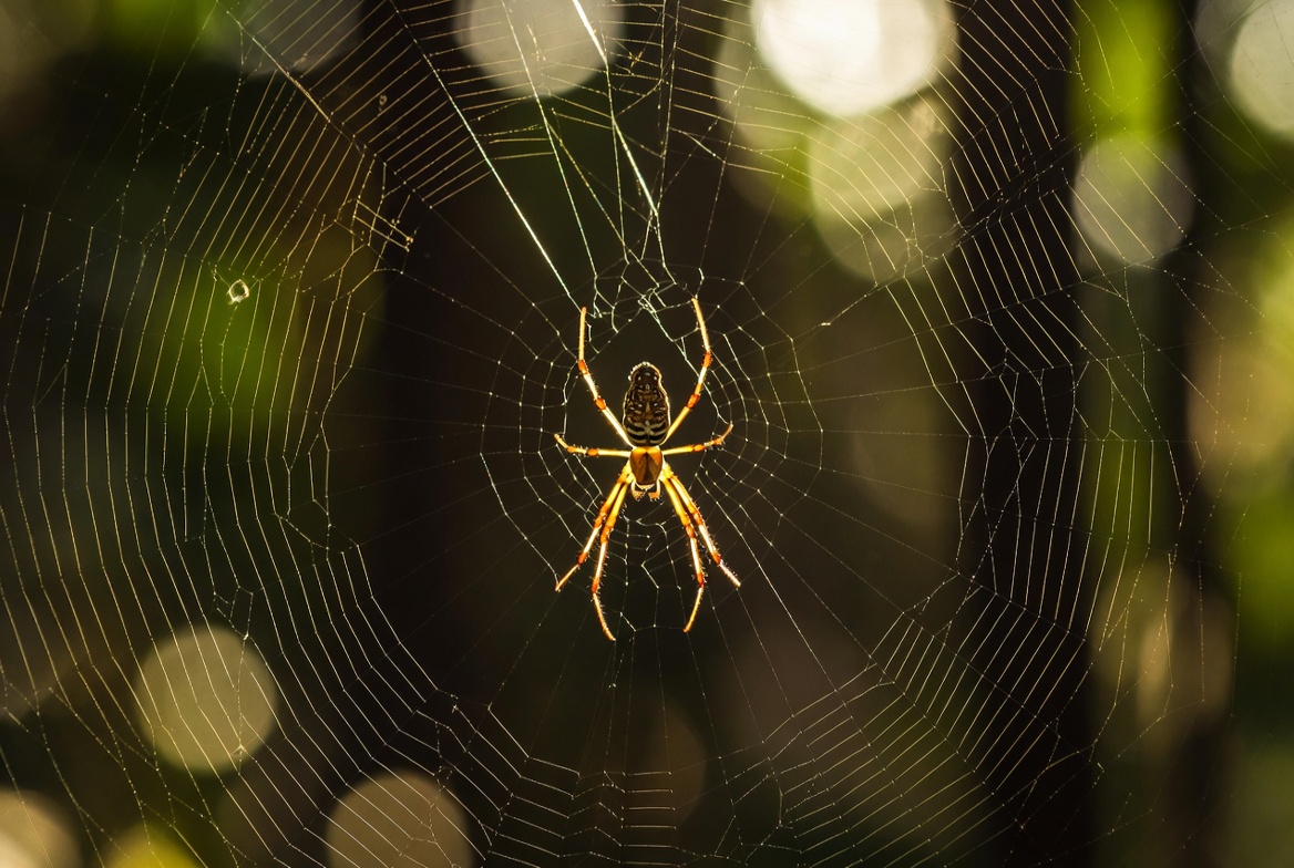 Spider Silk Innovations: From Ancient Wonder to Dishwashing Detergent