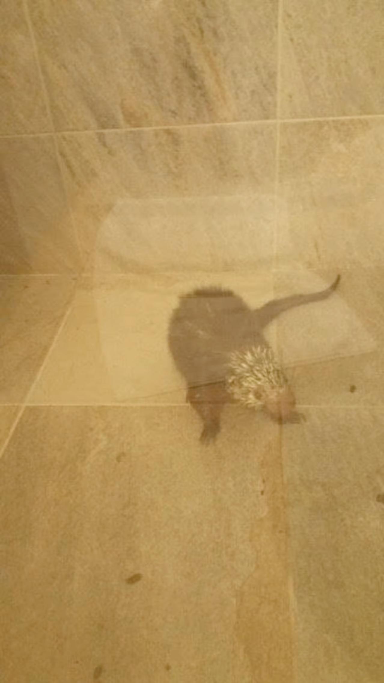 The 0,000 Corporate Retreat from Hell: Plex’s Survivor Trip in Honduras Nearly Killed the Team