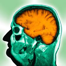 The Impact of Neuroscience on Personal and Organizational Performance