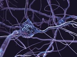 The Impact of Neuroscience on Personal and Organizational Performance