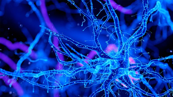 The Impact of Neuroscience on Personal and Organizational Performance