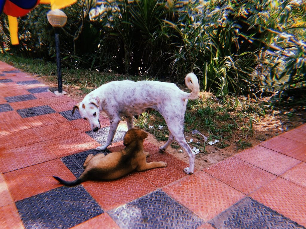 Сколько стоит аюрведа в Индии