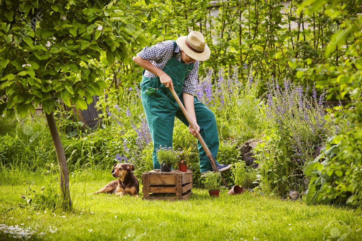 Трава в саду: собака, человек, устройство, шляпа, природа, гарденинг.