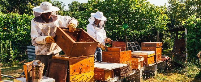 Персонал апиария: женщина в перчатках и мужчина в шляпе, занимающиеся сельским хозяйством.