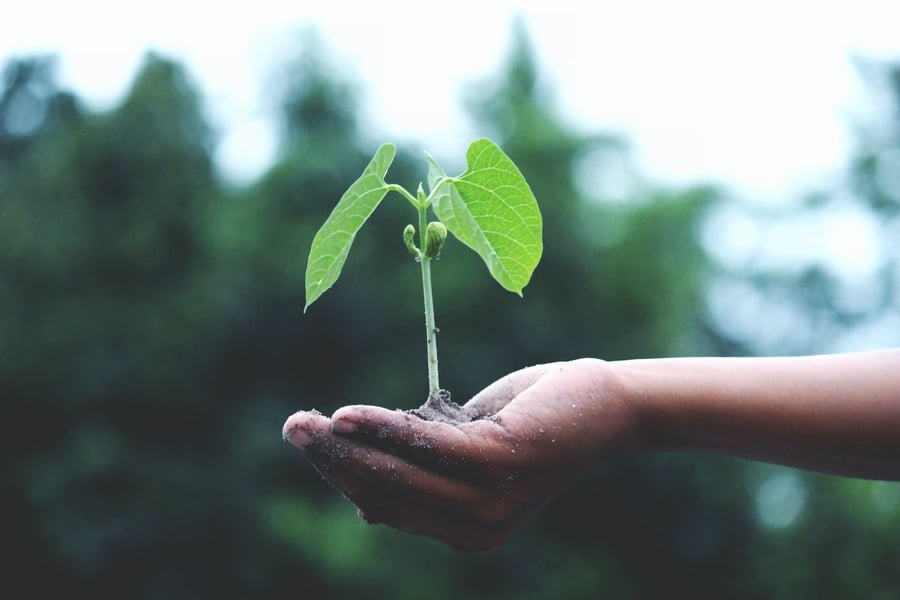 How to Incorporate Sustainability as a Business