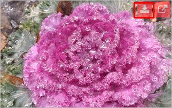 Как сохранить фото из Инстаграма: 6 способов скачивания изображений на компьютер и в телефон