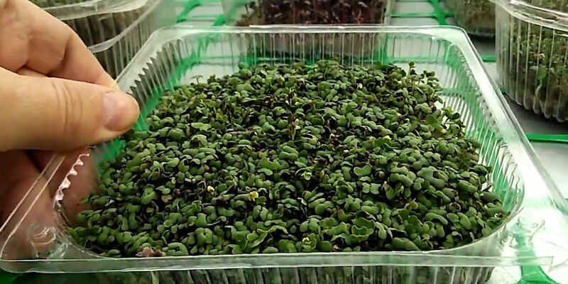 20 бизнес-идей на дому с минимальными вложениями