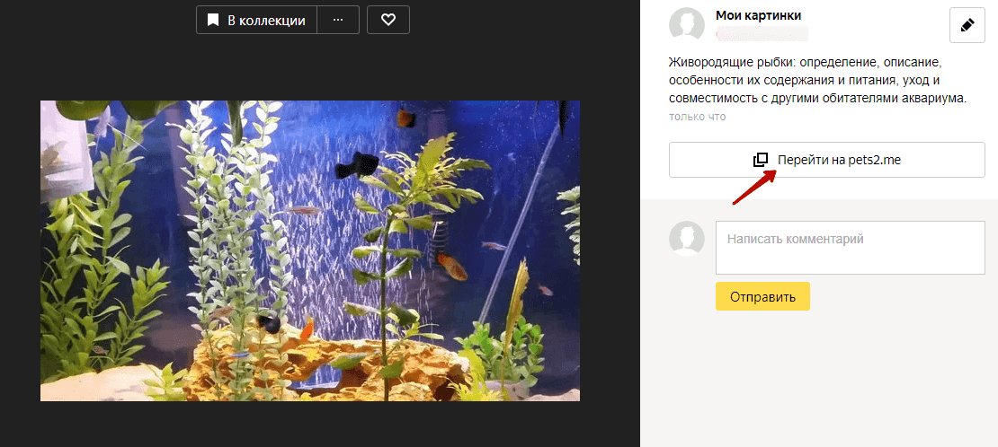 Яндекс.Коллекции: что это такое, как добавить или убрать коллекции