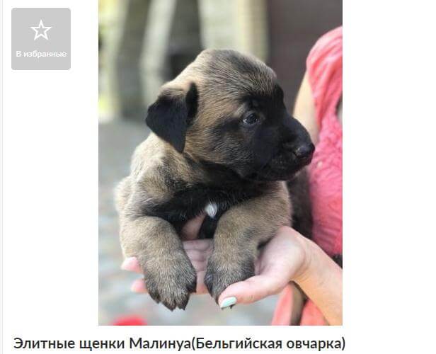 Как написать заголовок объявления