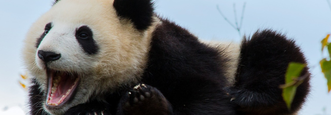 Алгоритм Google Panda