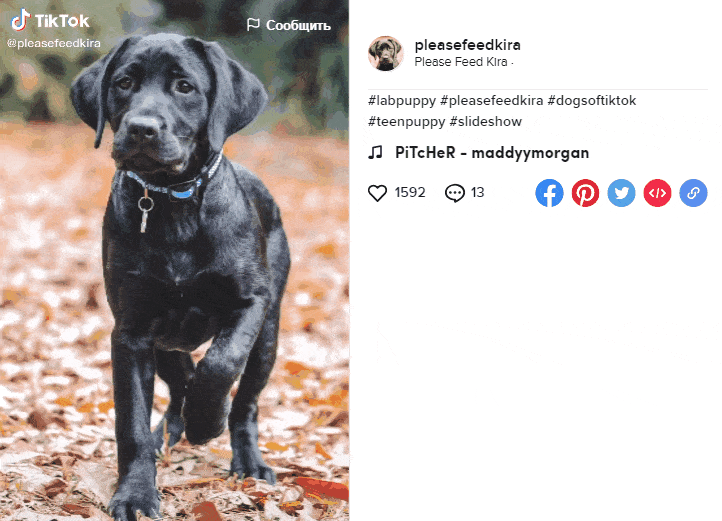 Фото собаки для Тик-ток