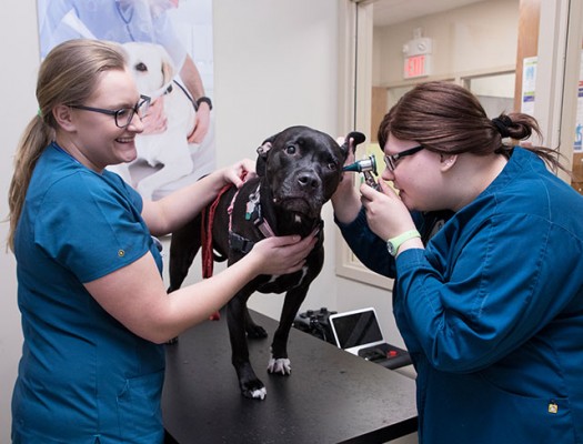 4 Ways Veterinary Tech Is Evolving
