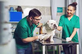 4 Ways Veterinary Tech Is Evolving