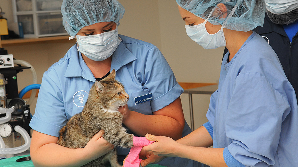 4 Ways Veterinary Tech Is Evolving